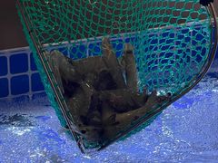 -扶摇树下·椒麻鲜活虾(石家庄勒泰广场店)