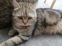 -喵屿·大理花园猫咖