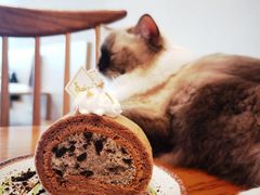 -猫小主咖啡·猫咖cat cafe(福田店)