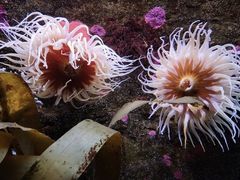 -西雅图水族馆