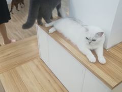 -李小姐の猫咖啡馆(五角场店)