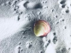 -青岛贝壳博物馆