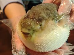 -肆月河豚·淮扬菜·湘菜(华天店)