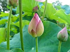 -龙环葡韵住宅式博物馆