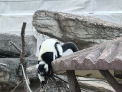 -上海野生动物园老虎餐厅