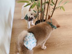 -柴犬小屋·柴餐厅·狗咖食堂(金鼎广场店)