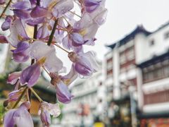 -豫园