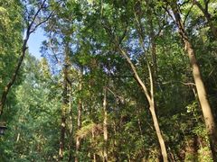 -杭州半山国家森林公园