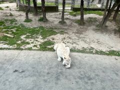 -上海野生动物园