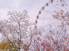 -顾村公园