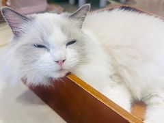 -藏猫猫咖啡主题馆(中央大道店)
