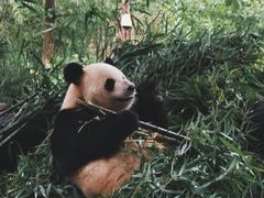 -都江堰中华大熊猫苑