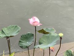 -新加坡植物园