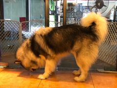 -more than meow吴止猫主题餐厅(承德 中船汇店)