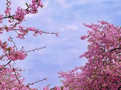 -上海辰山植物园