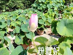 -莲花池公园