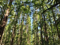 -黄海国家森林公园