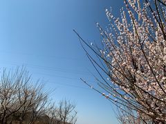 -香雪海