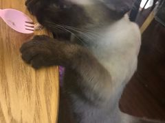 -李小姐の猫咖啡馆(五角场店)