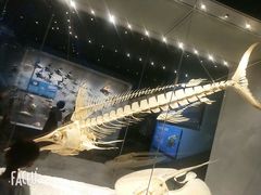 -贝林大翅鲸简餐厅(国家海洋博物馆店)