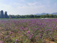 -北京东方普罗旺斯薰衣草庄园