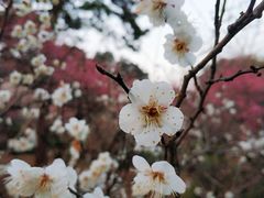 -杭州植物园