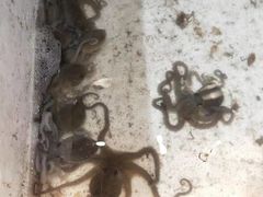 -星龙海鲜(望江东路店)