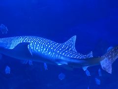 -烟台海昌鲸鲨海洋公园