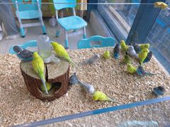 -怪兽屋·羊驼·猫咖·狗咖(俊华广场店)