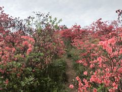 -大围山国家森林公园