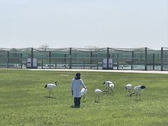 -盐城丹顶鹤湿地生态旅游区