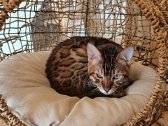 -猫腻·猫咖·撸猫馆(星光大道店)