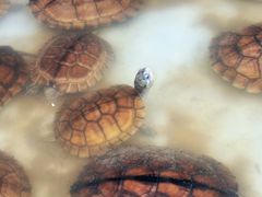 -桥西市场(环城西路)