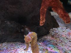 -暹罗海洋世界