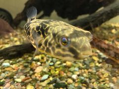 -甜心闲生传统手工冰粉(奎星楼店)