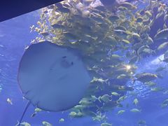 -上海海昌海洋公园