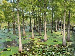 -池杉湖湿地公园