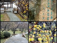 -香雪海