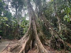 -中国科学院西双版纳热带植物园