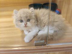 -猫十亿·布偶金渐层·曼基康矮脚猫舍(青年路店)