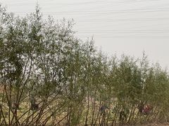 -永定河休闲森林公园