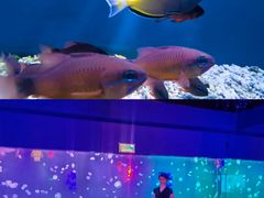 -中央电视塔旋转餐厅