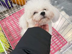 -南京宠物基地·宠物狗宠物猫售卖(南京店)