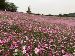 -大塘金香草谷
