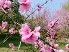 -白塘生态植物园