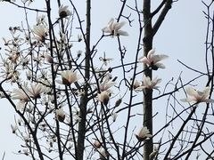 -桤木河湿地公园