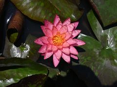 -池杉湖湿地公园