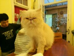 -猫色咖啡·猫咖