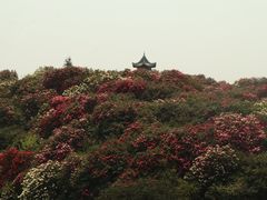 -贵州百里杜鹃风景名胜区