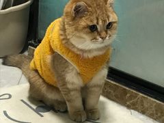 -东方名猫馆·英短金渐层布偶猫舍(环线广场1号楼店)